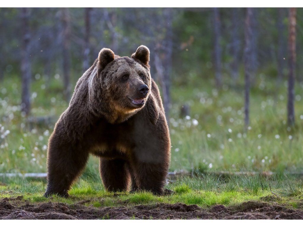 Wildlife Portfolio